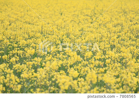 強姦開花 7808565