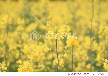 強姦開花 強姦開花 7808566