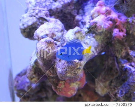 Tropical fish 7808570