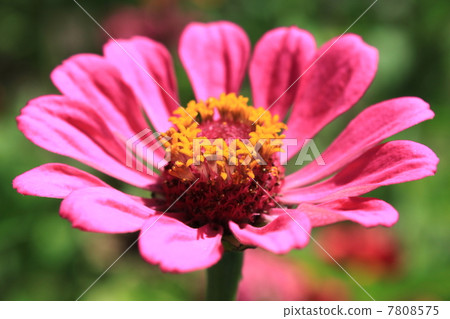 Hinaki之花 7808575