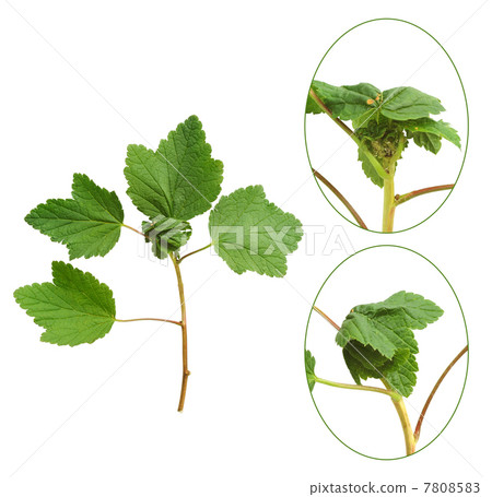 Red currant plant attacked by aphids Red currant plant attacked by aphids 7808583