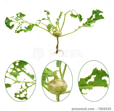 Slug damage of green kohlrabi, isolated 7808585