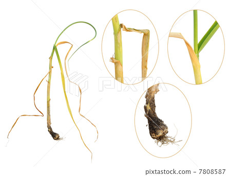 Infection of garlic by white rot, Sclerotium cepivorum 7808587