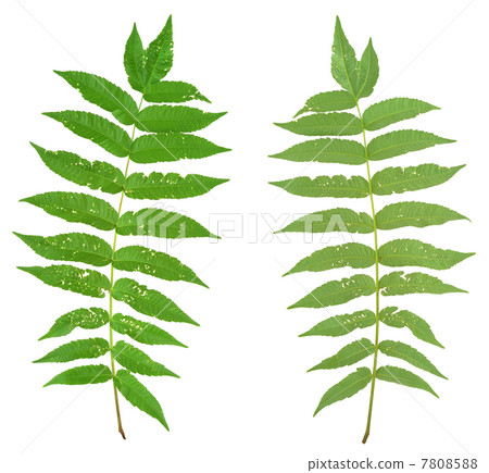 Leaf of sumac tree attacked by Flea beetles, Alticiny 7808588