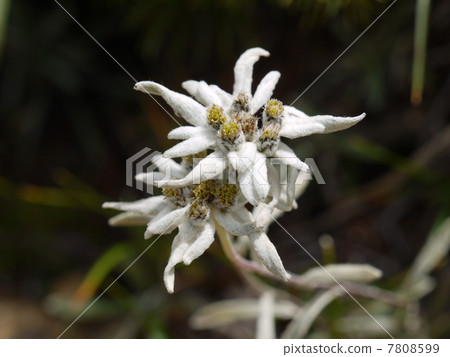 Hosova chinensis 7808599