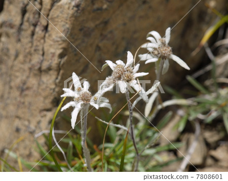 Hosova chinensis 7808601