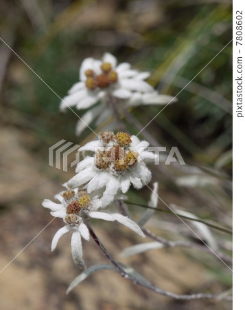 Hosova chinensis 7808602