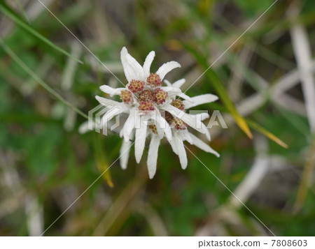 Hosova chinensis Hosova chinensis 7808603