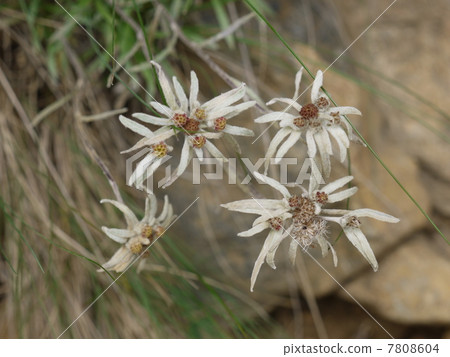 Hosova chinensis Hosova chinensis 7808604