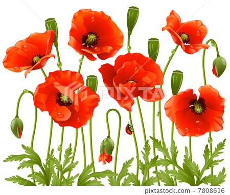 Spring flowers 7808616