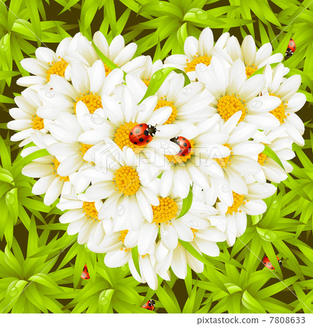 Camomile Heart, ladybugs and seamless background 7808633