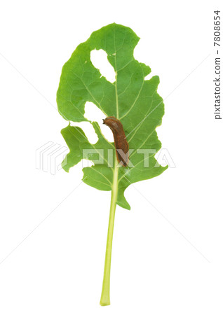 Slug damage of green kohlrabi leaf Slug damage of green kohlrabi leaf 7808654