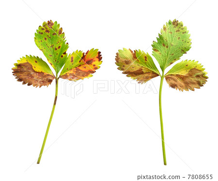 Strawberry leaf with the fungal disease, leaf scorch caused by Diplocarpon earlianum 7808655