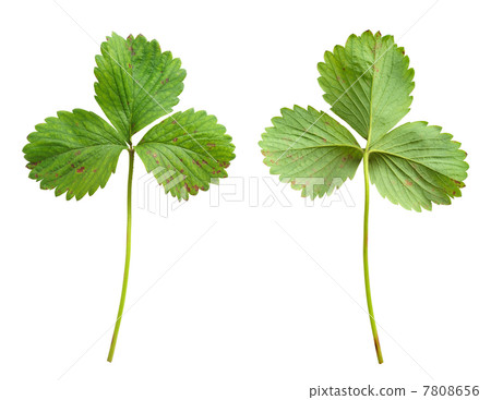 Strawberry leaf with the fungal disease, leaf blight, Phomopsis obscurans 7808656