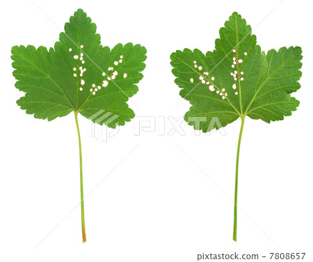 Red currant leaf attacked by Flea beetles Red currant leaf attacked by Flea beetles 7808657
