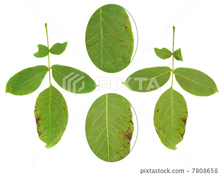 Leaf of walnut tree attacked by mite, Aceria erineus Leaf of walnut tree attacked by mite, Aceria erineus 7808658