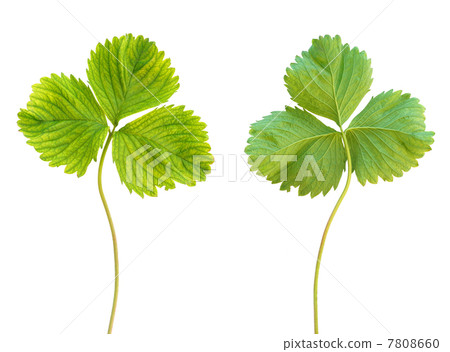 Iron deficiency in strawberry plant, chlorosis, isolated 7808660
