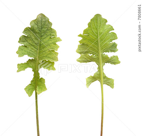 Colony of spider mite on gerbera plant, Tetranychidae, isolated 7808661