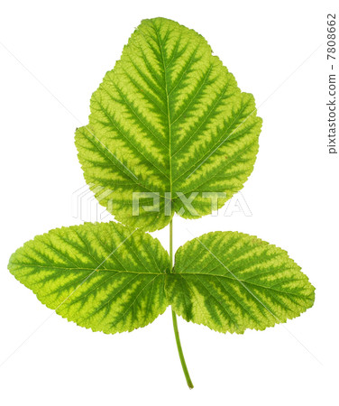 Iron deficiency in raspberry leaf, chlorosis, isolated 7808662
