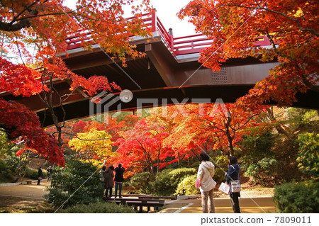 Autumn leaves of Yahiko Park 7809011