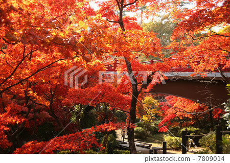Autumn leaves of Yahiko Park Autumn leaves of Yahiko Park 7809014