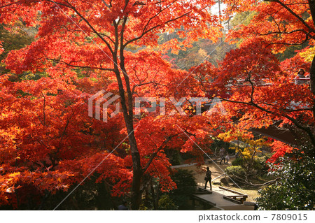 Autumn leaves of Yahiko Park 7809015