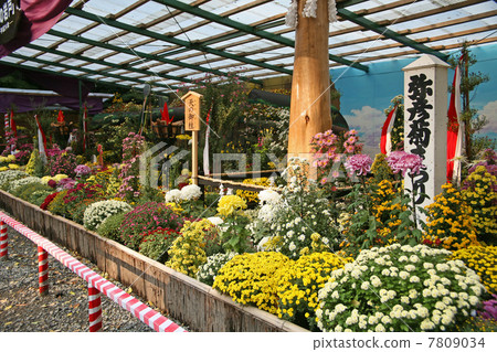 Akihiko Shrine Kiku Festival 7809034