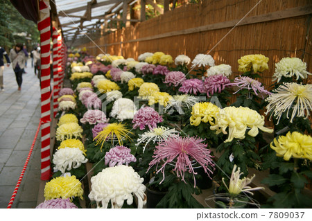 Akihiko Shrine Kiku Festival 7809037