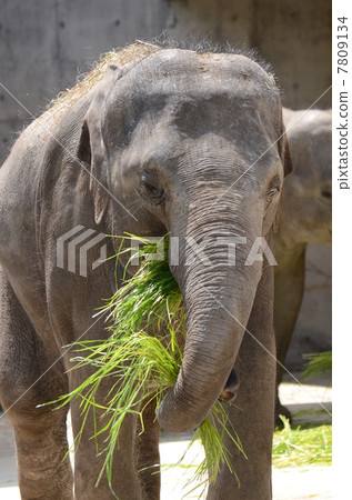 Asian Elephant_1 Asian Elephant_1 7809134