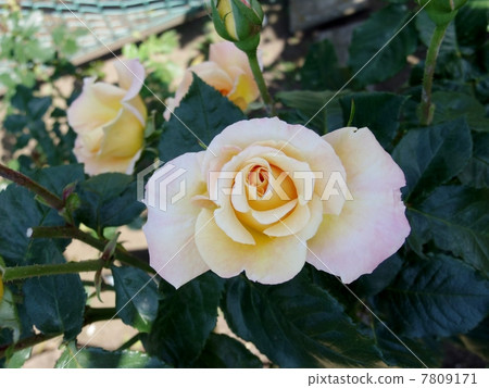 Mona Lisa Floribanda 7809171