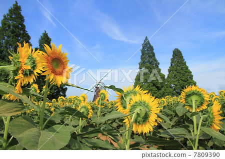 sunflower	 7809390