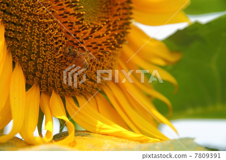 sunflower	 7809391