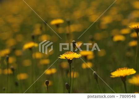 Butana Butana 7809546