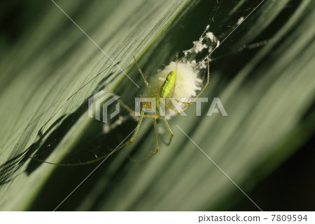 Scaled long-legged spider 7809594
