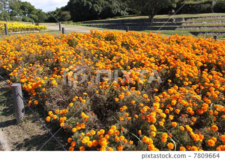 在大阪市永井公園的花壇 在大阪市永井公園的花壇 7809664