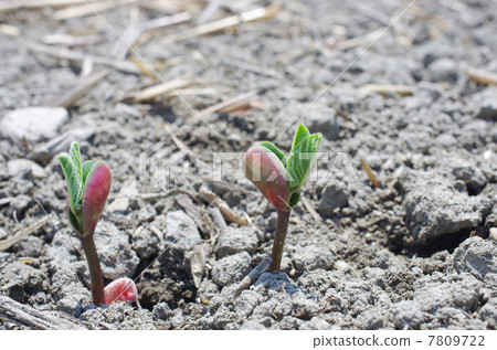 Germinated soybeans 7809722