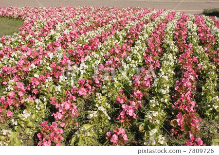 在大阪市永井公園的花壇 在大阪市永井公園的花壇 7809726