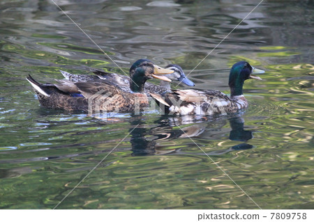 Struggle for a duck Struggle for a duck 7809758