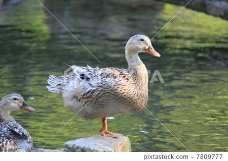 Mallard Mallard 7809777