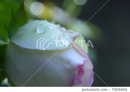Raindrops remaining in the buds of Pierre de Ronzart 7809868