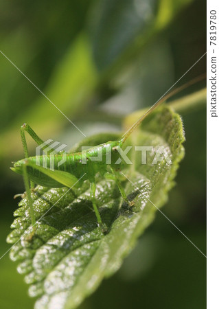 Yabukiri Yabukiri 7819780