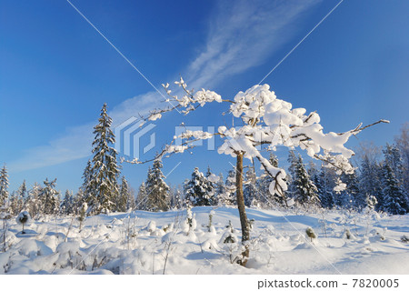Winter tree 7820005