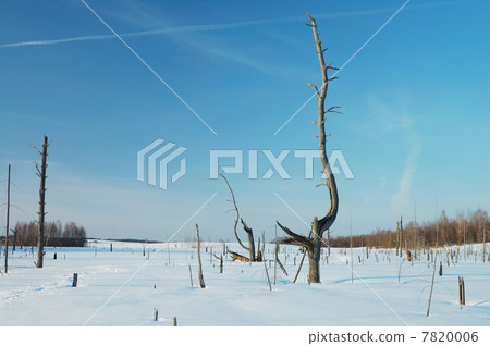 Winter swamp 7820006