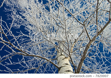 Winter's Tale 7820007