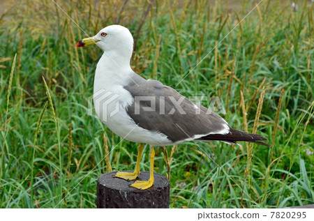 Walking in Hachinohe · Kabushima country natural treasure breeding ground breeding ground 7820295