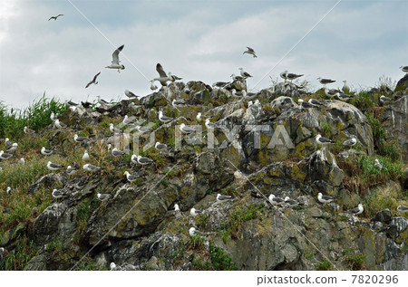 走在Hachinohe·Kabushima國家天然寶藏繁殖場 7820296