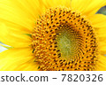 向日葵 7820326