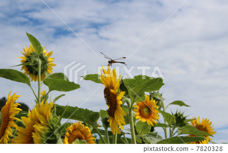 向日葵和蜻蜓 7820328