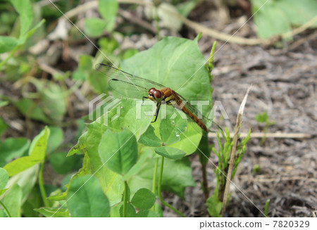 裁剪標記 7820329