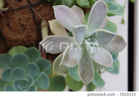 多汁植物 7820332